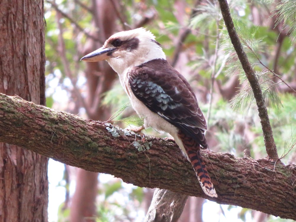 AI semiconductor chip circuit board